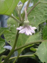Eggplant blossom