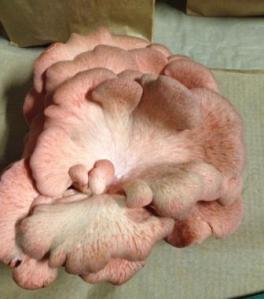 Pink Oyster Mushroom